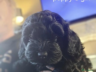 Mixed Breed dogs Shitzu cocapoo puppies - Advert 9