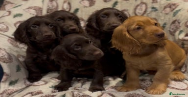 Cocker Spaniel dogs - Advert 6