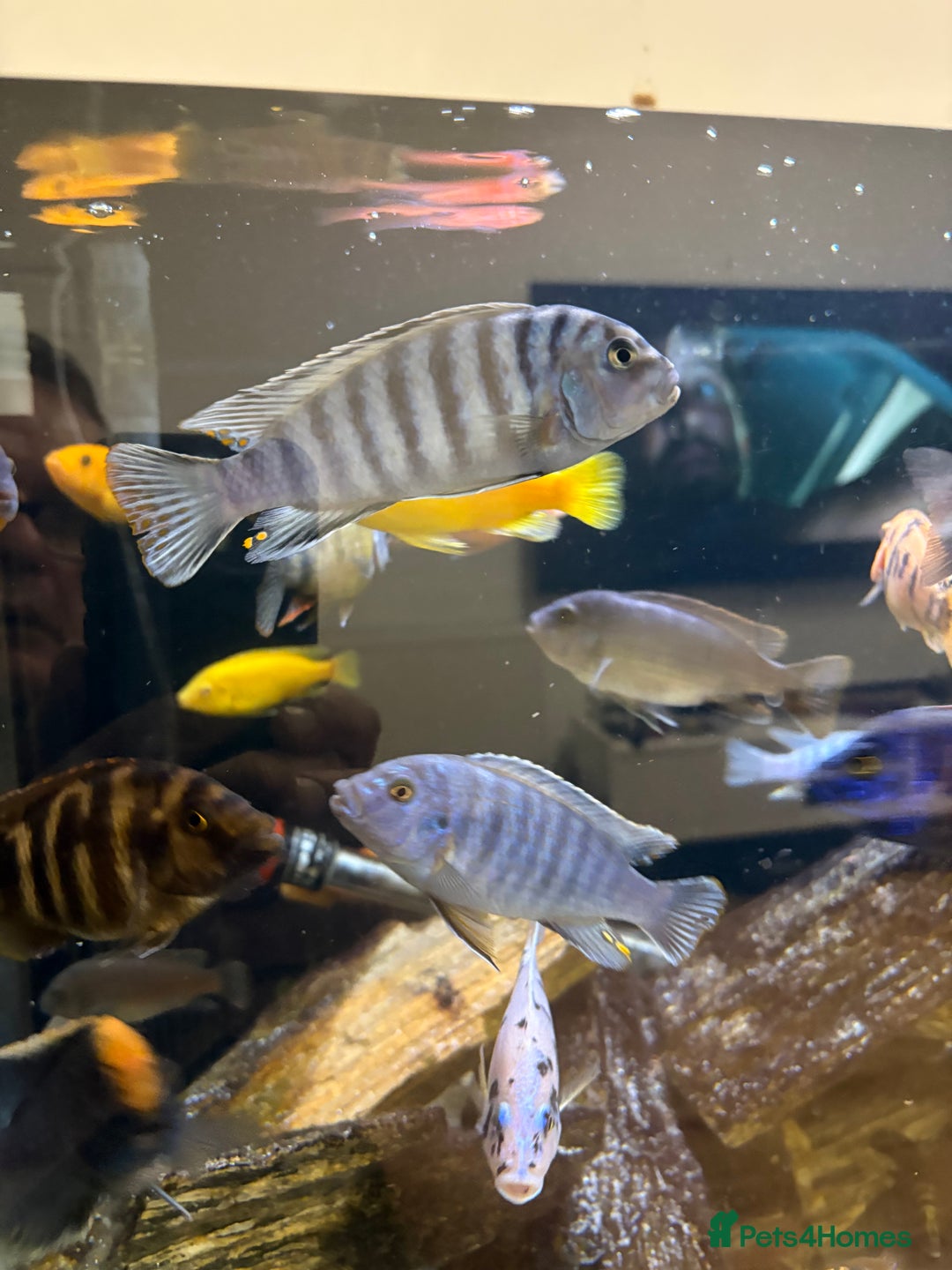 Cichlids fish for sale: Malawi cichlids for sale  - Advert 6
