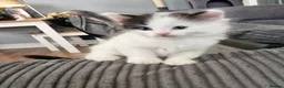 Mixed Breed cats for sale: 2 siamese mix males looking for new homes  - Advert 18