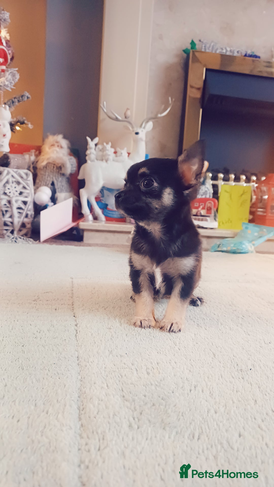 Chihuahua dogs for sale: Pedigree chihuahua puppies for sale - Advert 10