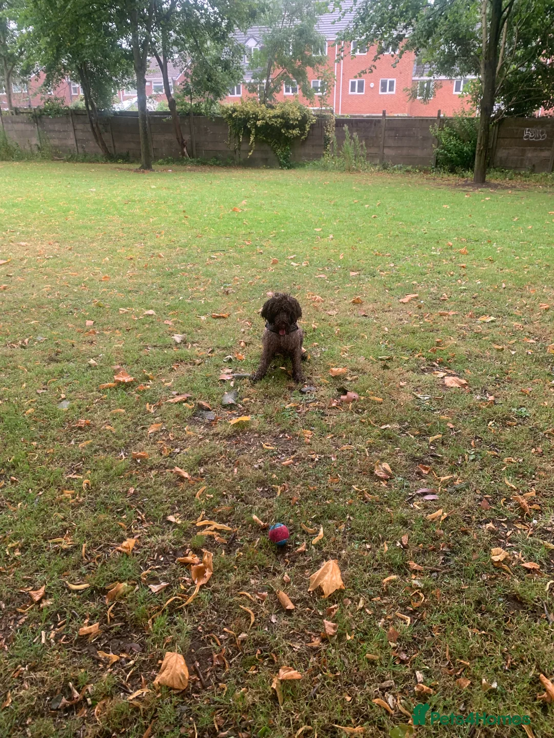 Mixed Breed dogs for sale: Experienced spaniel home adolescent sprockerpoo - Advert 3