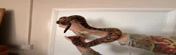 Boa Snake reptiles for sale: Brazilian Rainbow Boa - Advert 5
