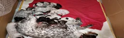 Mixed Breed dogs for sale: GSP x GWP bitch  - Advert 5