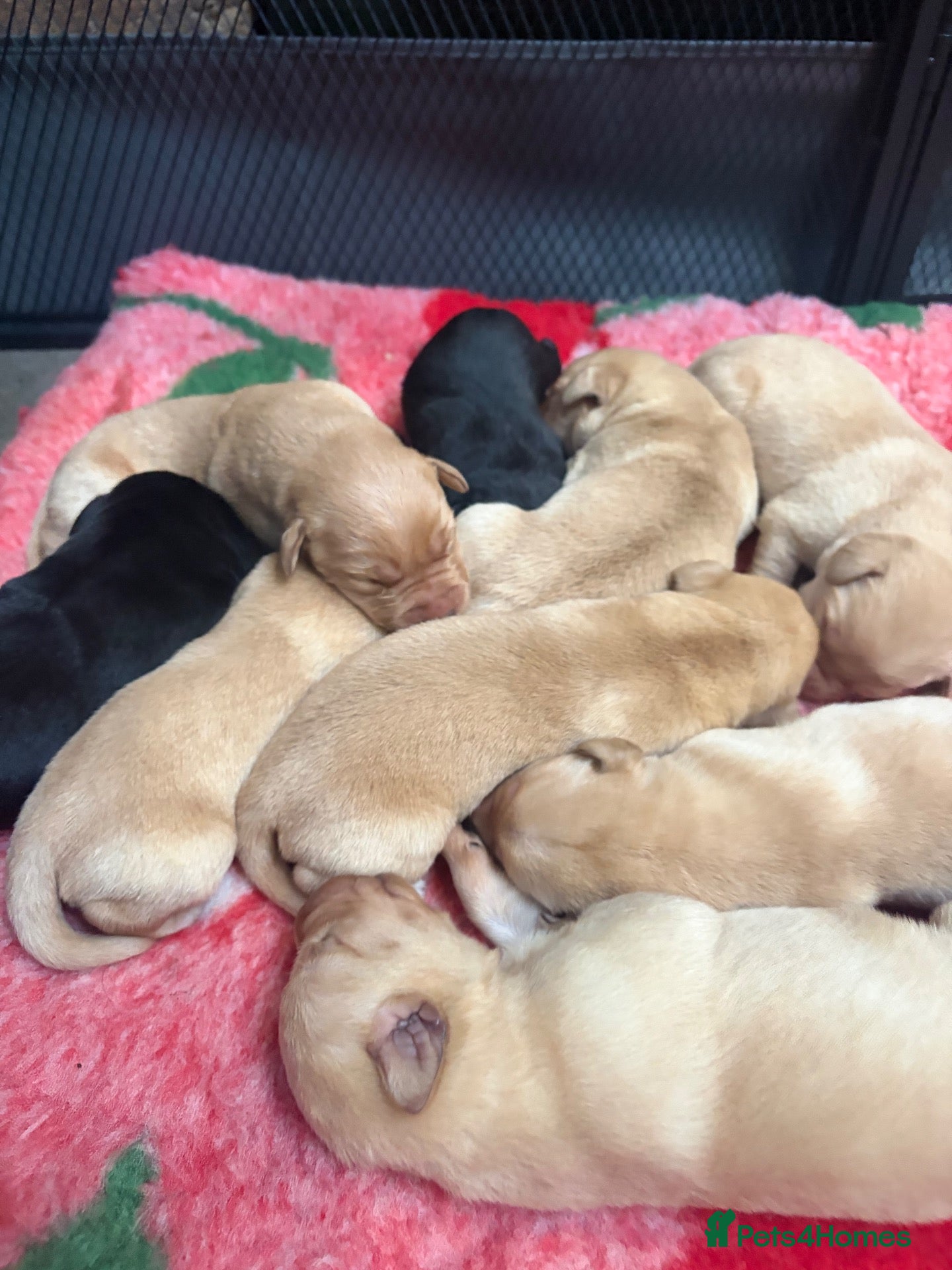 Labrador Retriever dogs 🐾🐕 New healthy, clean happy Labrador KC pup - Advert 5