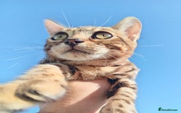Bengal cats for sale: Bengal beatiful lovely kittens ready for new home  - Image 2