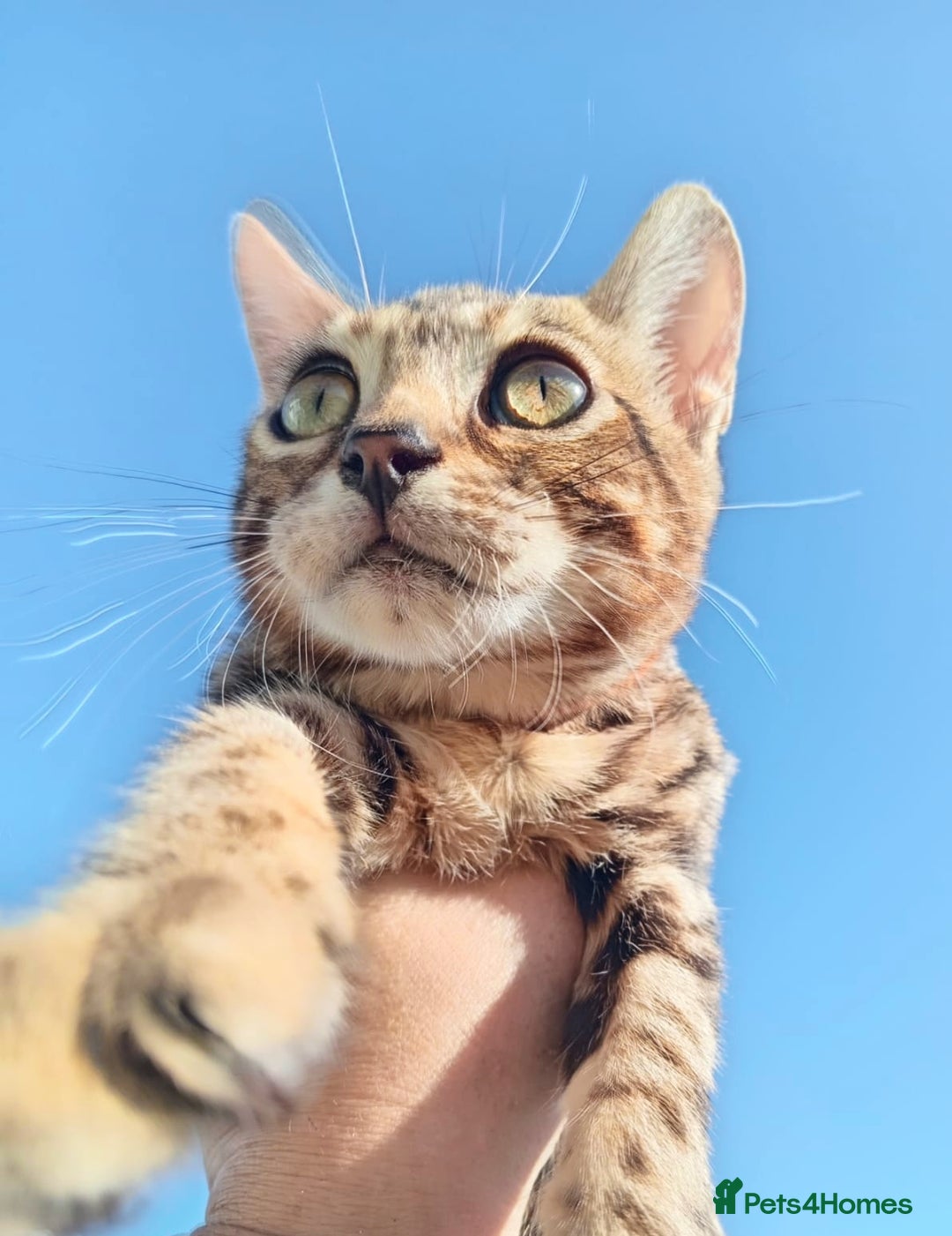 Bengal cats for sale: Bengal beatiful lovely kittens ready for new home  - Image 2
