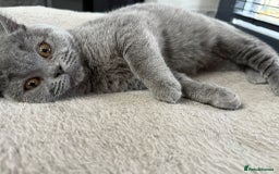 British Shorthair cats for sale: British Shorthair Girl - Image 3