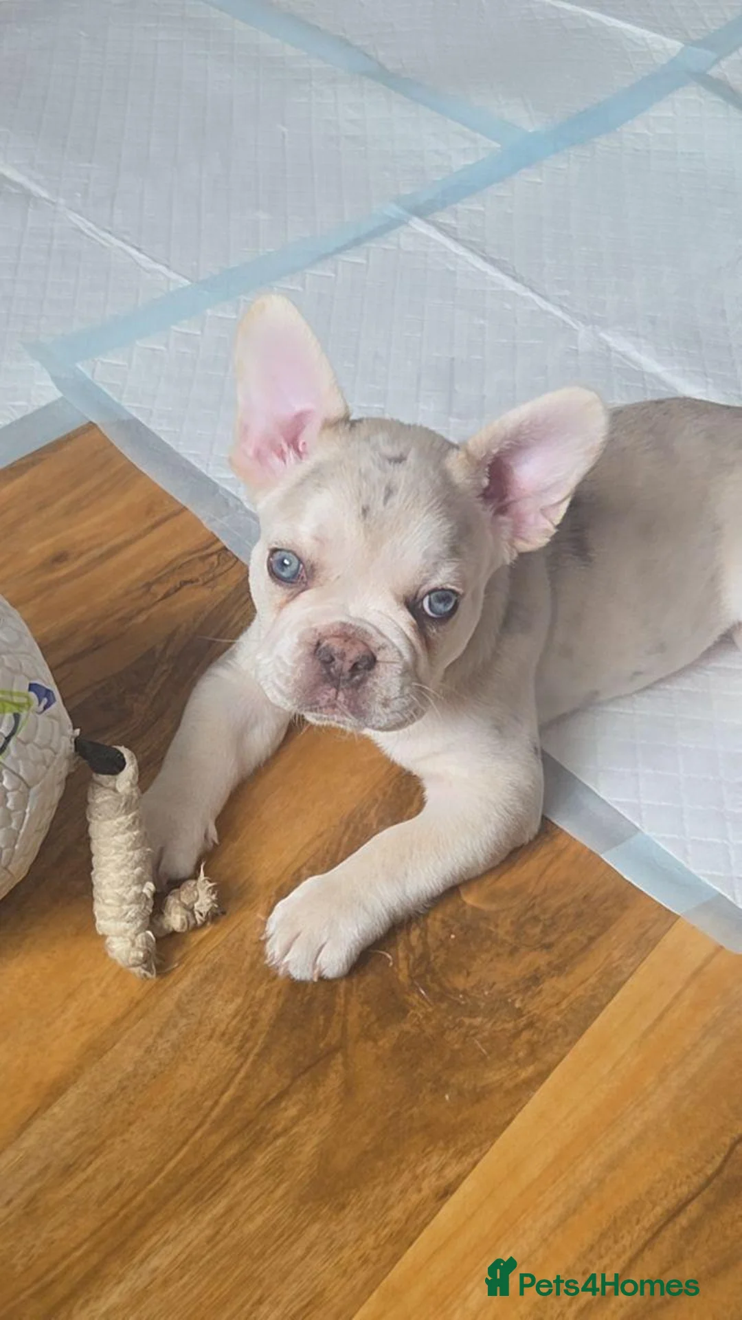 French Bulldog dogs for sale: Frenchie / French bulldog - Advert 2