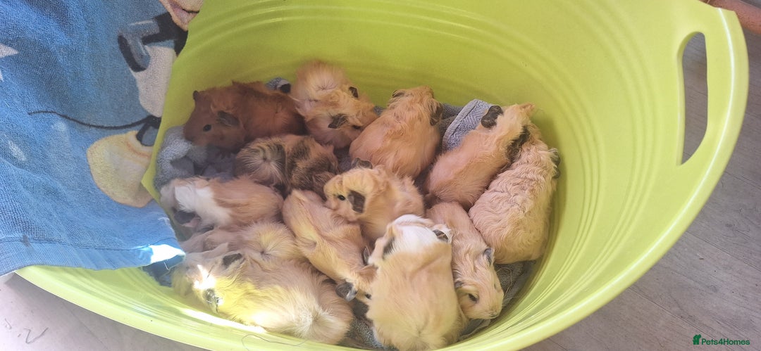 Guinea Pig rodents for sale: BABY GUINEA PIGS AVAILABLE HEREFORDSHIRE  - Image 14