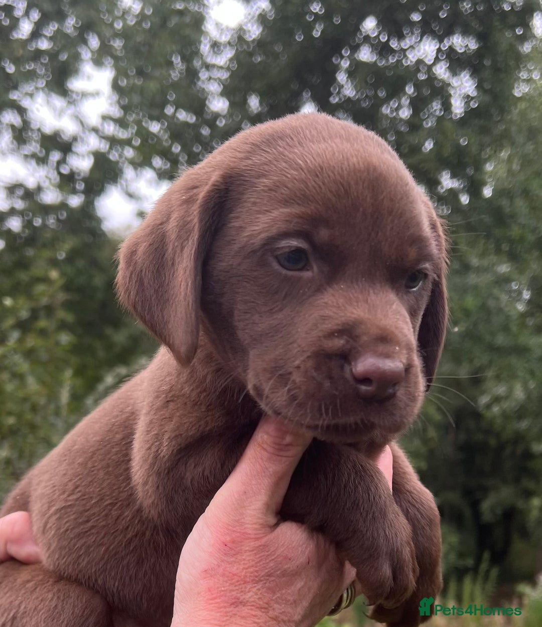 Labrador Retriever dogs for sale: *JUST 1 BOY LEFT* KC CHOCOLATE PUP HEALTH TESTED  - Image 8