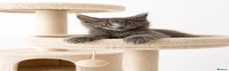 Maine Coon cats for sale: *Tica registered male maincoon kittens(pet only)  - Advert 6