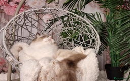 Ragdoll cats for sale: Quality Tica reg Ragdoll kittens  - Image 31