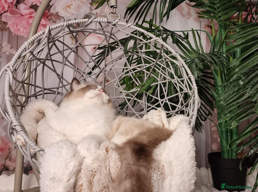 Ragdoll cats for sale: Quality Tica reg Ragdoll kittens  - Image 31