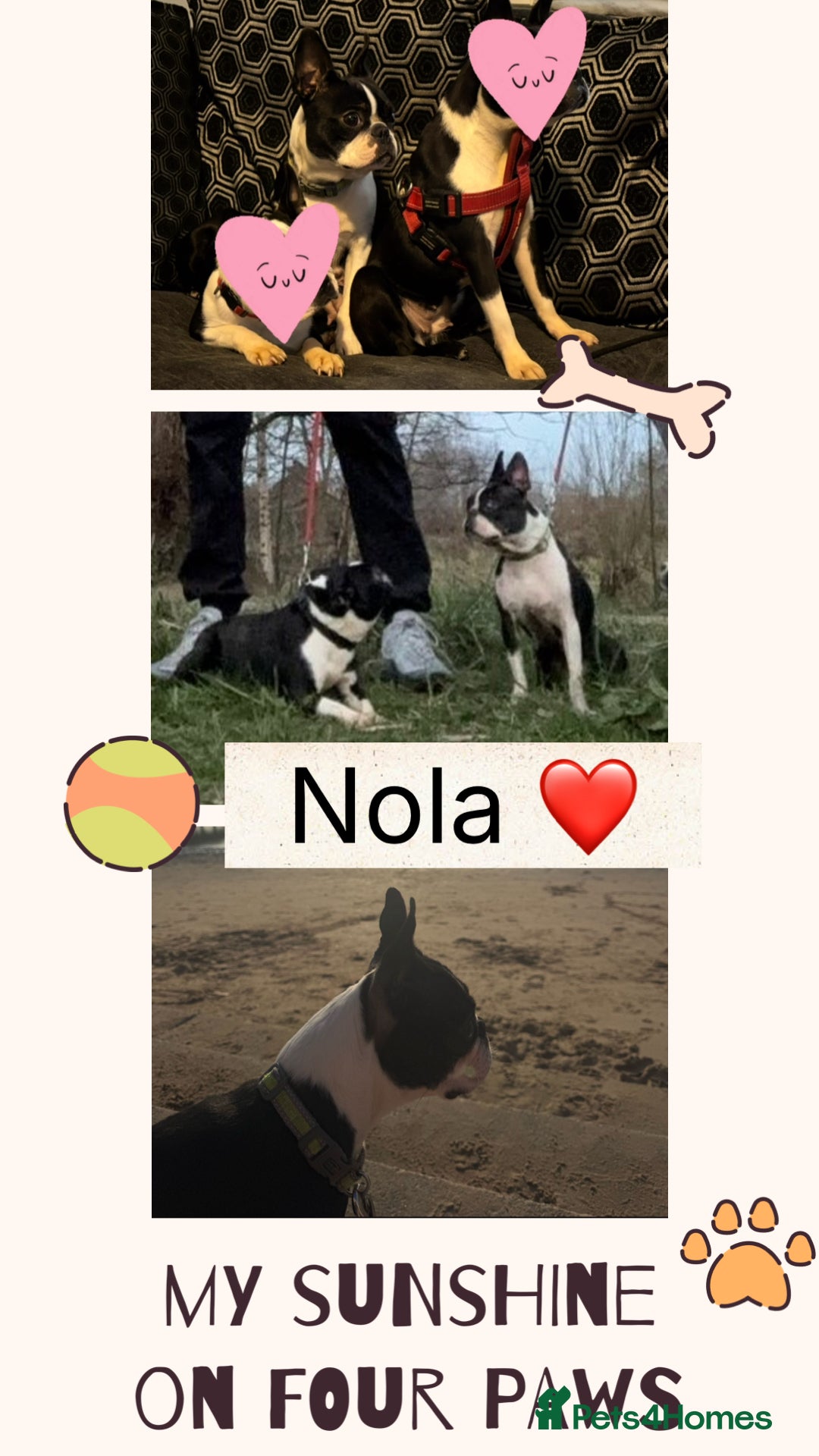 Boston Terrier dogs for sale: Beautiful Boston Terrier Puppies  - Image 11
