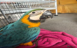 Macaws birds for sale: Hand reared blue & gold Macaw Chick - Image 31