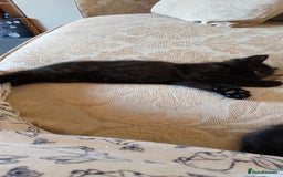 Mixed Breed cats for sale: 4 kittens  - Image 5