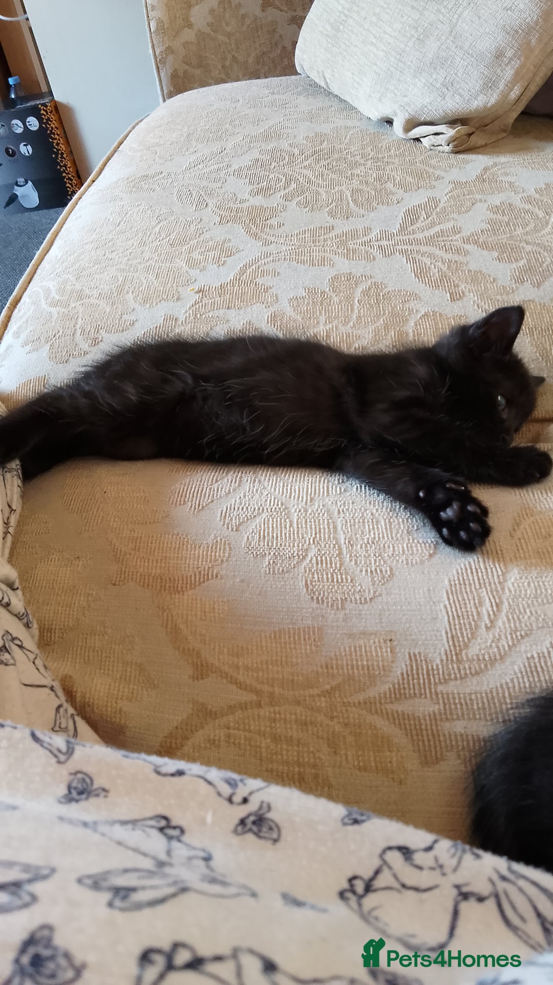 Mixed Breed cats for sale: 4 kittens  - Image 5