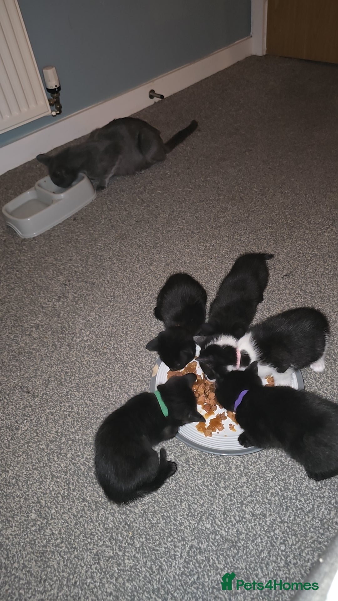 British Shorthair cats for sale: British shorthair kittens 10 weeks - 2 remaining  - Advert 5