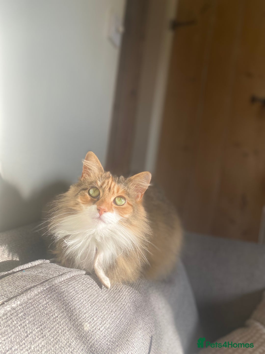 Mixed Breed cats for sale: Coco  - Image 4