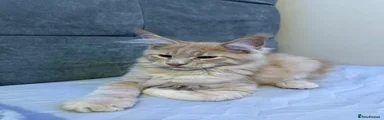 Maine Coon 2