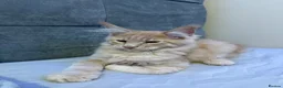 Maine Coon cats for sale: Purebred Maine Coon kittens - Advert 18