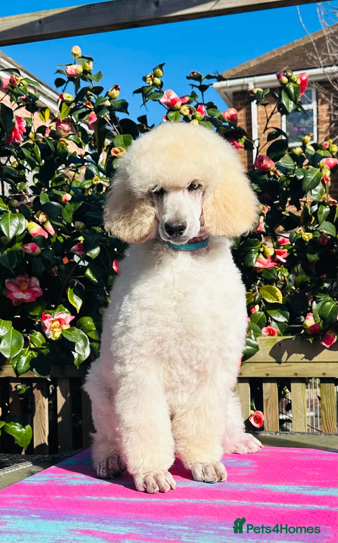Standard Poodle dogs for sale: Seven Wonders of Standard Poodle Puppies - Advert 2