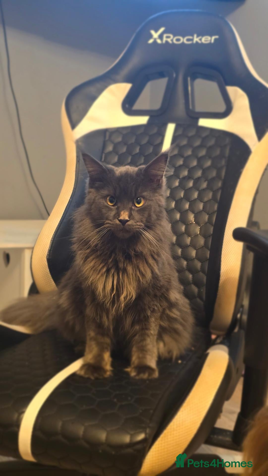 Maine Coon cats Beautiful grey fluffy mainecoons  - Advert 4