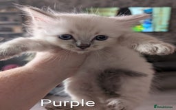 Ragdoll cats for sale: Stunning fluffy show quality ragdolls  - Image 13