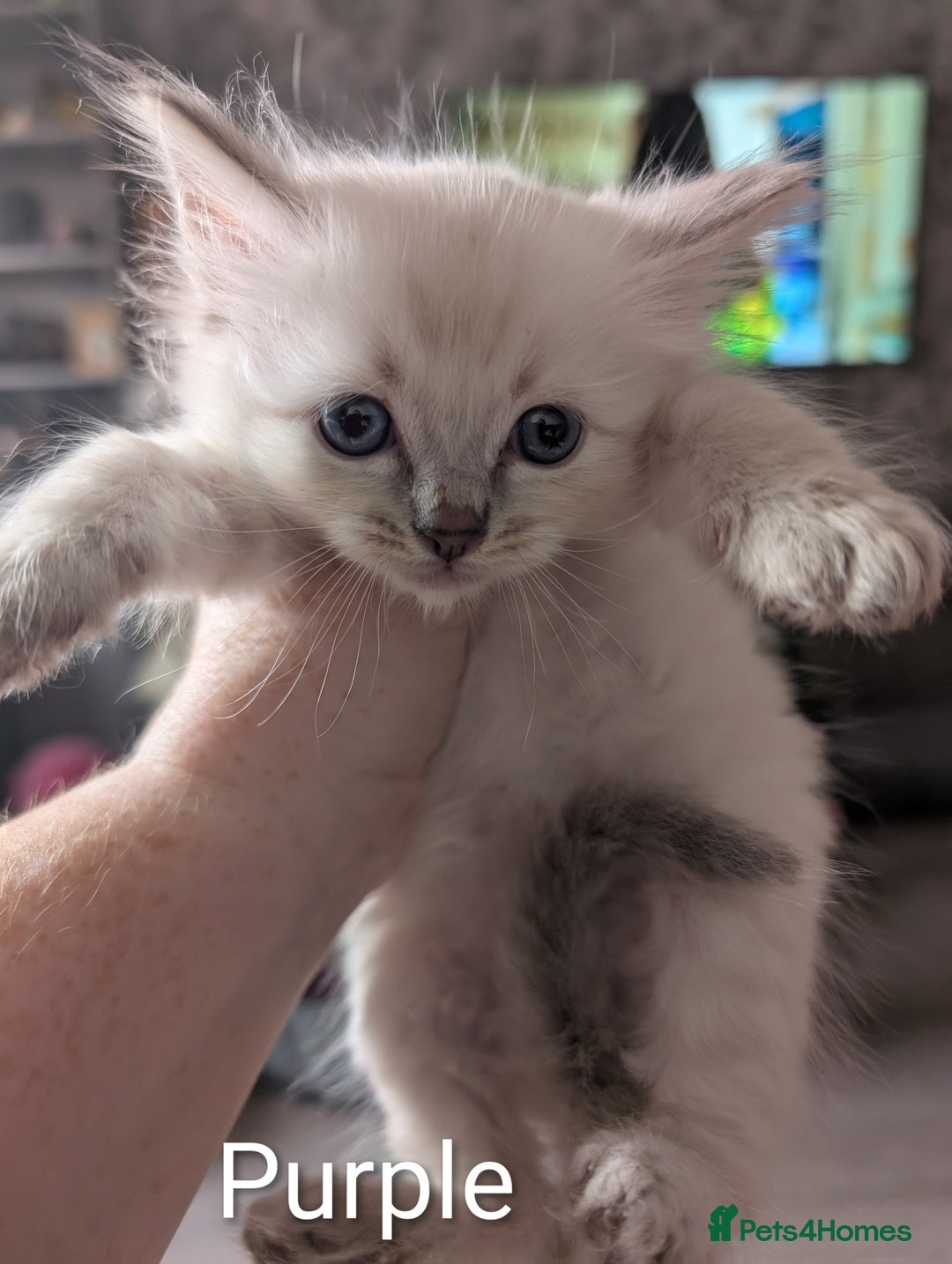 Ragdoll cats for sale: Stunning fluffy show quality ragdolls  - Image 13