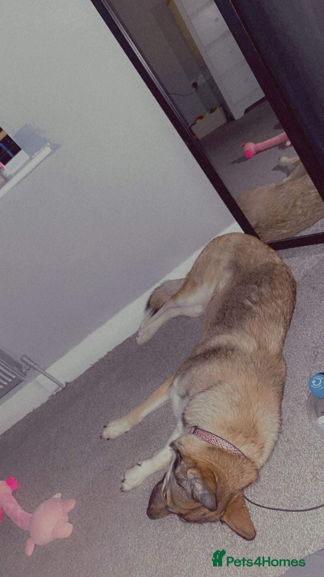 German Shepherd dogs for sale: River female German shepherd  - Advert 20