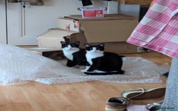 Domestic Shorthair cats for sale: Looking for a Loving Home for Our Sweet Cat 🐾 - Image 7