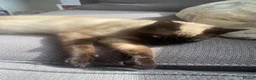 Tonkinese cats for sale: Beautiful Tonkinese boy kitten  in Southend-on-Sea - Advert 8