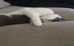 British Shorthair cats for sale: Rosie - BSH - Image 3