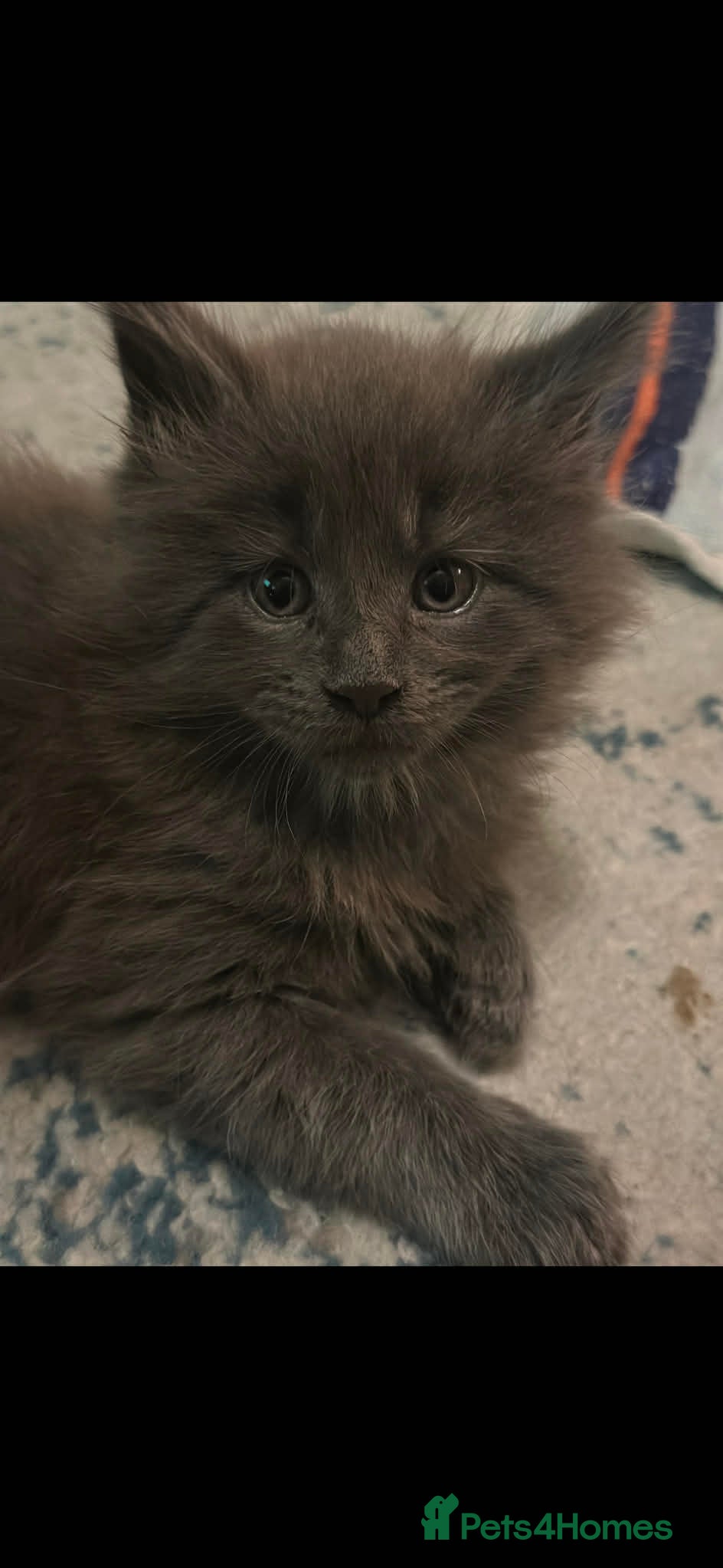 Maine Coon cats Maine Coon TICA registered✨ - Advert 4