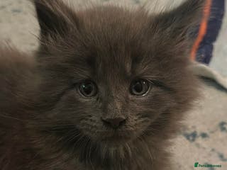 Maine Coon cats Maine Coon TICA registered✨ - Advert 4