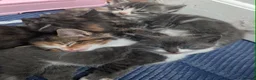 British Shorthair cats for sale: 4 kittens, 3 girls 1 boy - Advert 1
