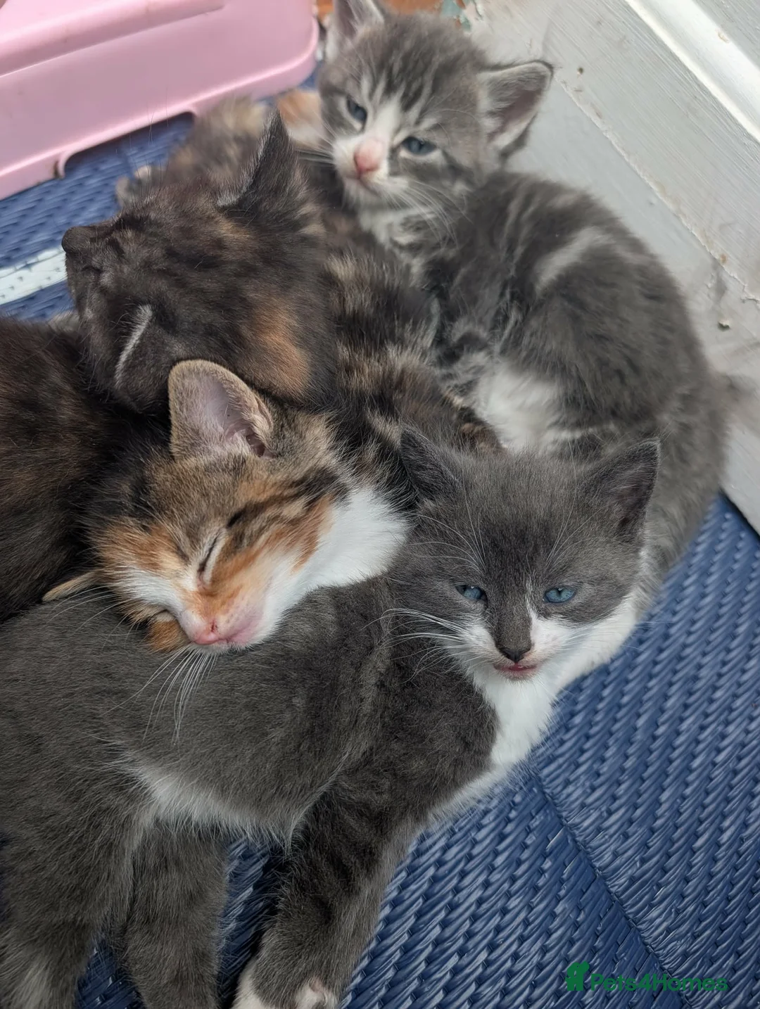 British Shorthair cats for sale: 4 kittens, 3 girls 1 boy - Advert 1