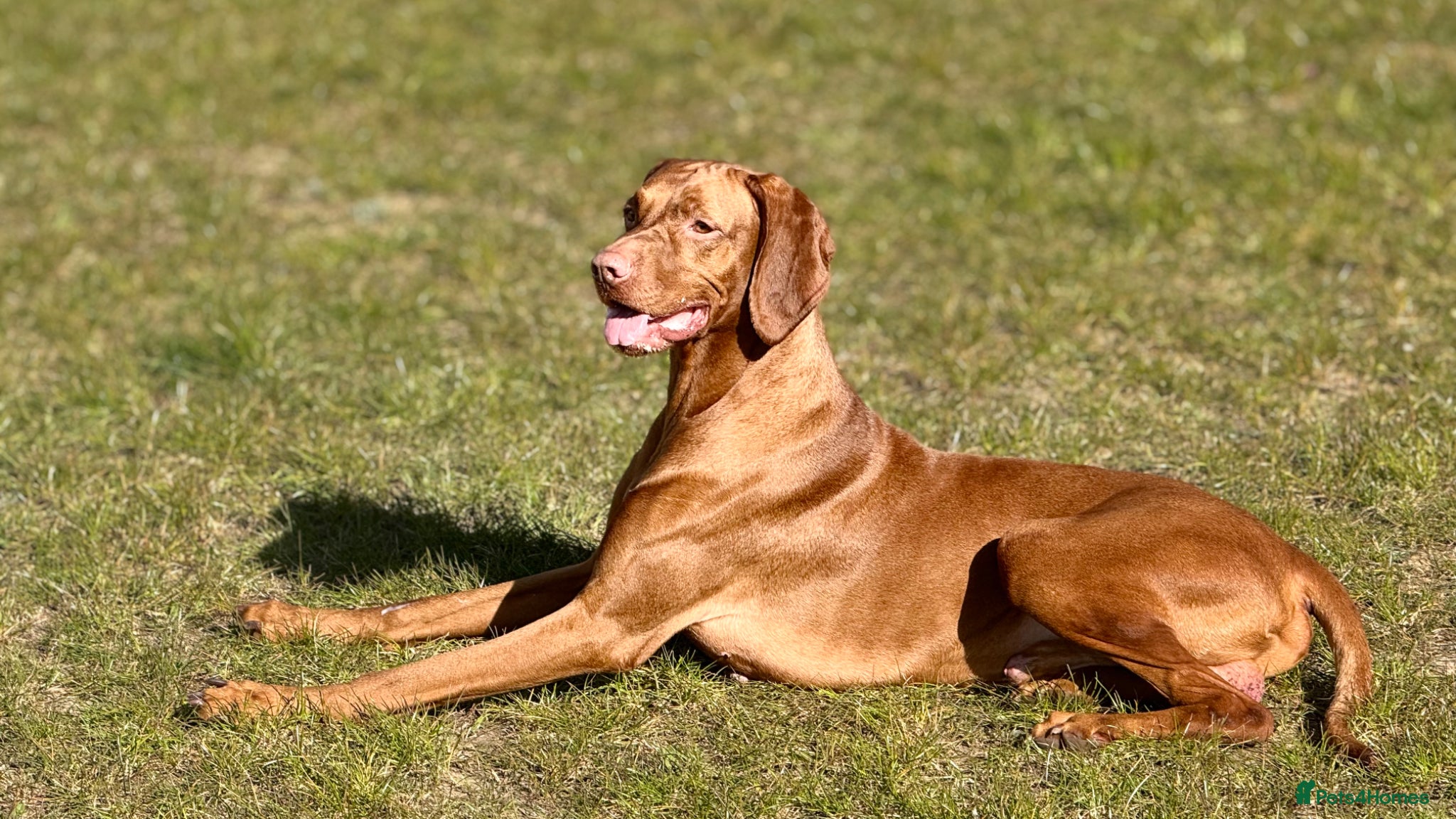 Hungarian Vizsla dogs Viszla Puppies 🐶 4 girls left!!!  - Advert 8