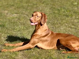 Hungarian Vizsla dogs Viszla Puppies 🐶 4 girls left!!! - Advert 8