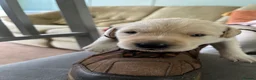 Labrador Retriever dogs for sale: Fantastic Labrador puppies - Advert 2