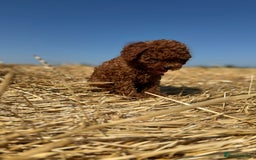 Toy Poodle dogs for sale: Toy Poodle Puppies–Asian Lines–Tiny Size - Image 21
