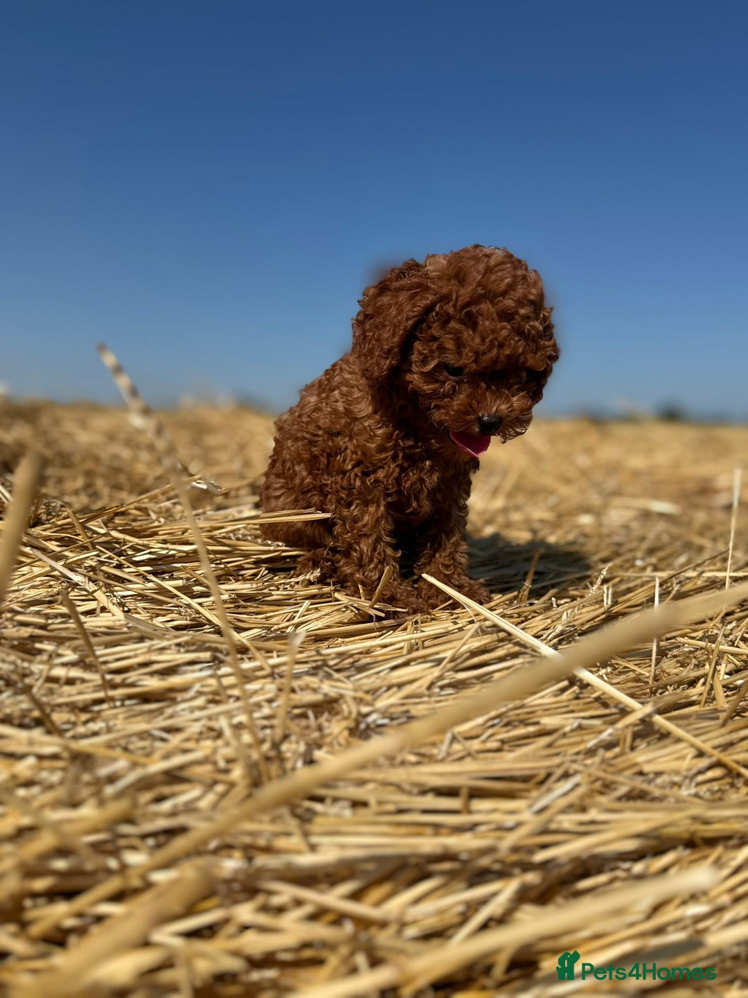 Toy Poodle dogs for sale: Toy Poodle Puppies–Asian Lines–Tiny Size - Image 21