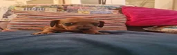 Miniature Dachshund dogs for sale: Beautiful miniature dachshund puppies - Advert 3