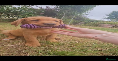 Labrador Retriever dogs in Watchet - Advert 8