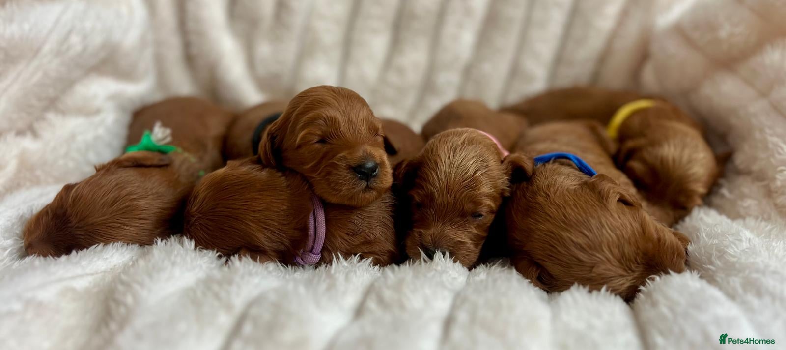 Cockapoo dogs Beautiful deep red champion lines cockapoo puppies - Advert 2