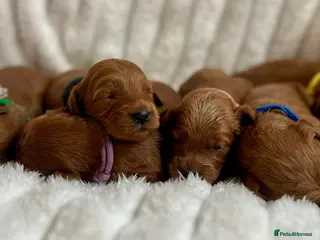 Cockapoo dogs Beautiful deep red champion lines cockapoo puppies - Advert 2