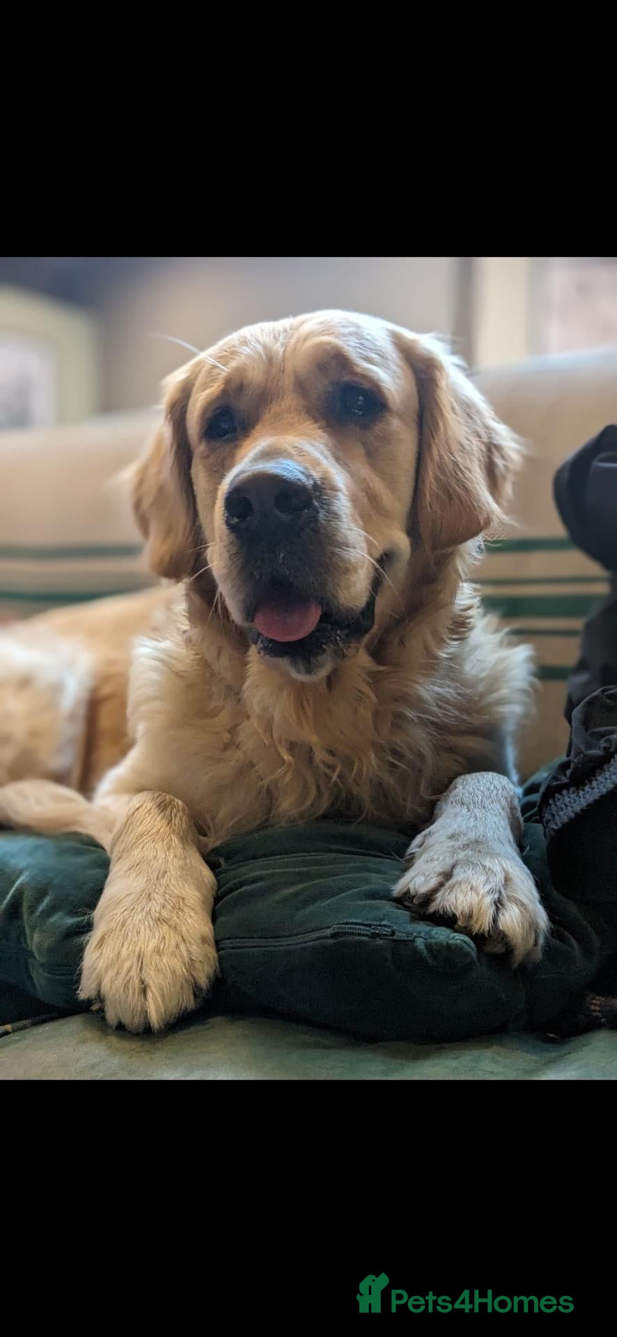 Golden Retriever dogs Charlie - Advert 2