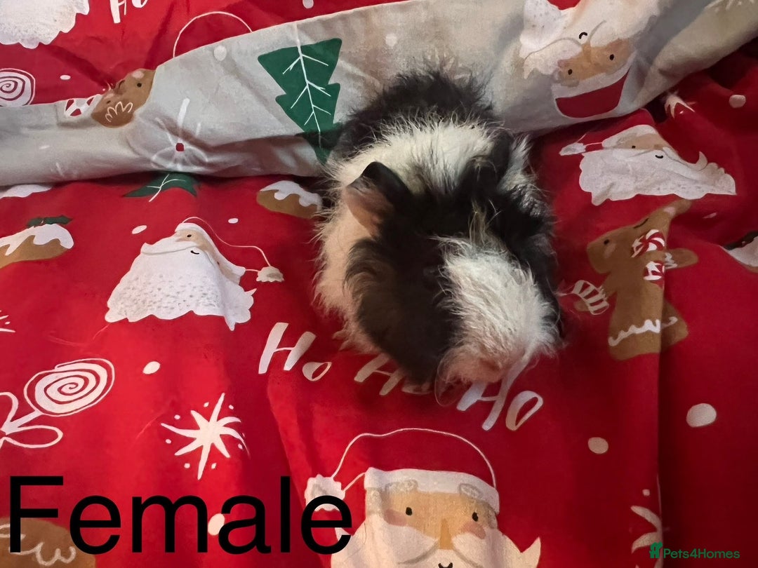 Guinea Pig rodents for sale: Mixed baby guinea pigs  - Advert 10