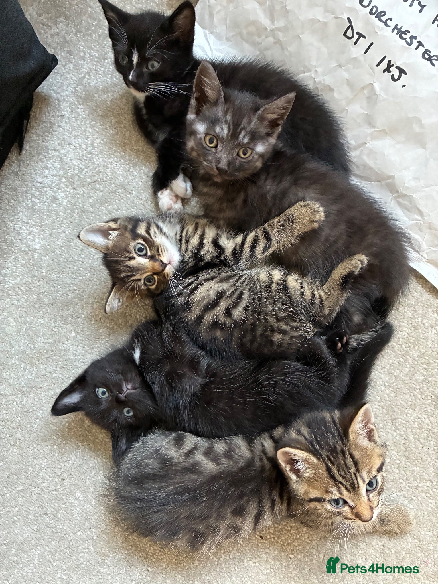 Mixed Breed cats 6x Part bengal/long haired kittens  - Advert 18